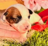 Kip, a female Jack Russell Terrier for sale in Tulsa, OK – Photo 1 of 4