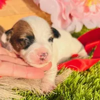 Kip-Health tested, a male Jack Russell Terrier for sale in Tulsa, OK – Photo 3 of 5