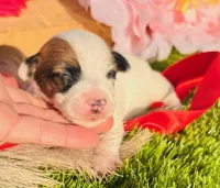 Kip, a female Jack Russell Terrier for sale in Tulsa, OK – Photo 2 of 4