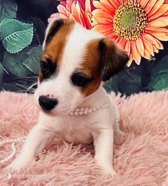 Kip-Health tested – Jack Russell Terrier puppy for sale in Tulsa, OK