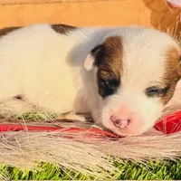 Kip-Health tested, a male Jack Russell Terrier for sale in Tulsa, OK – Photo 5 of 5