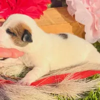 Kip-Health tested, a male Jack Russell Terrier for sale in Tulsa, OK – Photo 4 of 5