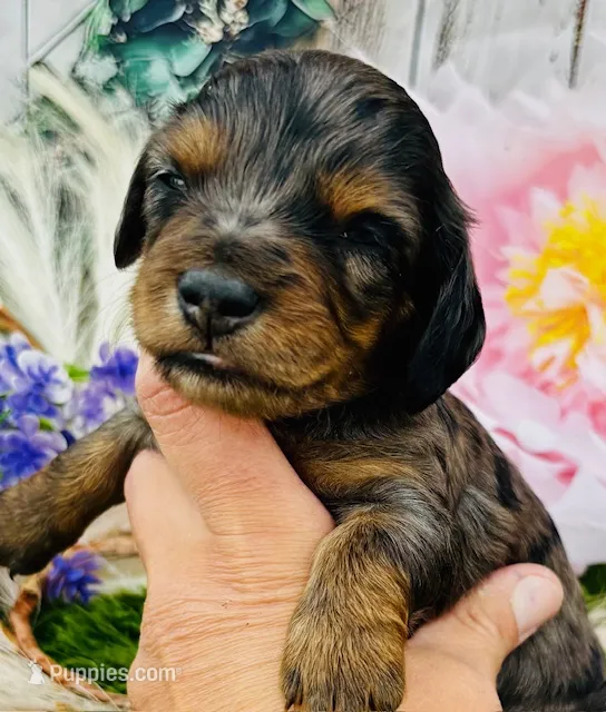DAPPLE AVERY – Miniature Dachshund puppy for sale in Tulsa, OK