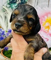 DAPPLE AVERY, a female Miniature Dachshund for sale in Tulsa, OK – 1 of 3