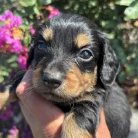Murdock-LONGHAIR, a male Miniature Dachshund for sale in Claremore, OK – 2 of 3