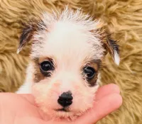 Martha-Health Tested, a female Jack Russell Terrier for sale in Tulsa, OK – Photo 1 of 3