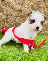 Martha-Health Tested, a female Jack Russell Terrier for sale in Tulsa, OK – Photo 3 of 3