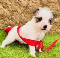 Martha-Health Tested, a female Jack Russell Terrier for sale in Tulsa, OK – Photo 2 of 3