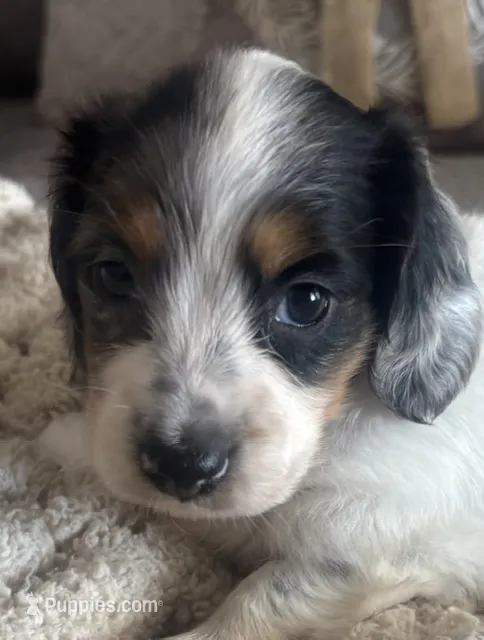 SUGAR-Dapple!! – Miniature Dachshund puppy for sale in Tulsa, OK