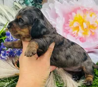 DAPPLE AVERY, a female Miniature Dachshund for sale in Tulsa, OK – 3 of 3