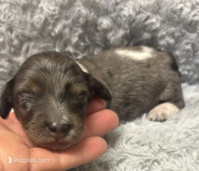 Spot- Stunning Dapple AKC – Miniature Dachshund puppy for sale in Claremore, OK