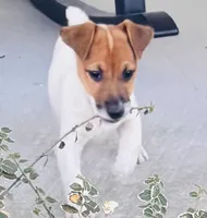 Phoenix, a male Jack Russell Terrier for sale in Tulsa, OK – Photo 1 of 3