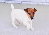 Phoenix, a male Jack Russell Terrier for sale in Tulsa, OK – Photo 2 of 3