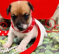 Phoenix, a male Jack Russell Terrier for sale in Tulsa, OK – Photo 3 of 3