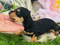 Alvin, a male Miniature Dachshund for sale in Tulsa, OK – 3 of 3