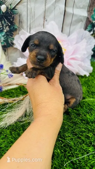 Dapple Andy, a male Miniature Dachshund for sale in Tulsa, OK – 1 of 2