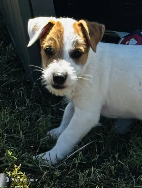 Tatum – Jack Russell Terrier puppy for sale in Tulsa, OK