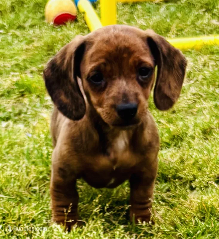 Tiger (brindle) – Miniature Dachshund puppy for sale in Tulsa, OK