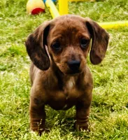 Tiger (brindle), a male Miniature Dachshund for sale in Tulsa, OK – 1 of 2