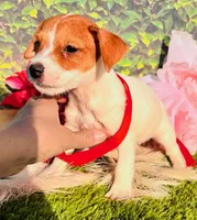 Clinton, a male Jack Russell Terrier for sale in Tulsa, OK – Photo 1 of 2