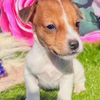 Clinton-Health Tested, a male Jack Russell Terrier for sale in Tulsa, OK – Photo 2 of 2