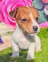 Clinton, a male Jack Russell Terrier for sale in Tulsa, OK – Photo 2 of 2
