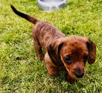 Tiger (brindle), a male Miniature Dachshund for sale in Tulsa, OK – 2 of 2