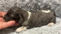 Spot- Stunning Dapple AKC, a male Miniature Dachshund for sale in Claremore, OK – 2 of 3