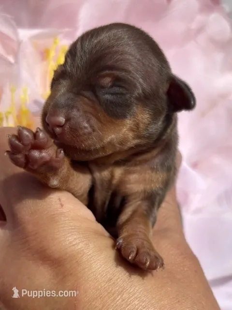 Memphis – Miniature Pinscher puppy for sale in Claremore, OK