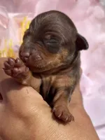Memphis, a male Miniature Pinscher for sale in Claremore, OK – 1 of 1