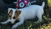 Tatum, a male Jack Russell Terrier for sale in Tulsa, OK – 2 of 4