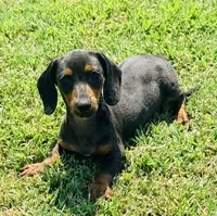 Dapple Andy, a male Miniature Dachshund for sale in Tulsa, OK – 3 of 5
