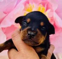 Trenton! (ear crop included in price IF desired), a male Miniature Pinscher for sale in Tulsa, OK – Photo 1 of 2