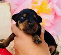 Trenton! (ear crop included in price IF desired), a male Miniature Pinscher for sale in Tulsa, OK – Photo 2 of 2