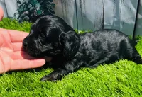 Black Beauty, a male Miniature Dachshund for sale in Tulsa, OK – 4 of 4
