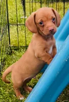 Sweet Titus, a male Miniature Dachshund for sale in Tulsa, OK – 2 of 2