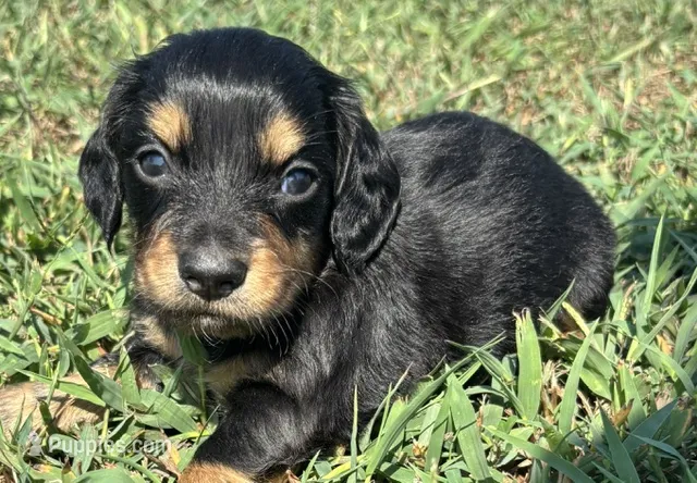 Murdock-LONGHAIR – Miniature Dachshund puppy for sale in Claremore, OK