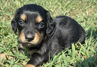Murdock-LONGHAIR, a male Miniature Dachshund for sale in Claremore, OK – 1 of 3
