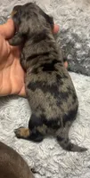 AKC Dapple-FEMALE, a female Miniature Dachshund for sale in Claremore, OK – 3 of 4