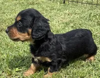 Longhair Armanie, a male Miniature Dachshund for sale in Tulsa, OK – 3 of 5