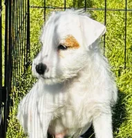 Murdock-Health Tested, a male Jack Russell Terrier for sale in Tulsa, OK – 2 of 5