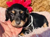 AKC Tesla-Longhair, a female Miniature Dachshund for sale in Tulsa, OK – Photo 3 of 4