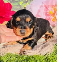 Longhair-Lola, a female Miniature Dachshund for sale in Tulsa, OK – Photo 1 of 3