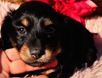 AKC Tesla-Longhair, a female Miniature Dachshund for sale in Tulsa, OK – Photo 2 of 4