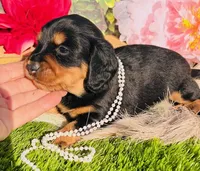 Longhair-Lola, a female Miniature Dachshund for sale in Tulsa, OK – Photo 3 of 3