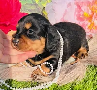 Longhair-Lola, a female Miniature Dachshund for sale in Tulsa, OK – Photo 2 of 3