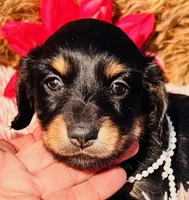 AKC Tesla-Longhair, a female Miniature Dachshund for sale in Tulsa, OK – Photo 4 of 4