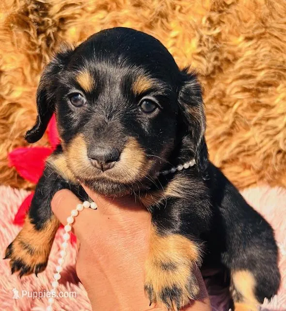 AKC Tesla-Longhair – Miniature Dachshund puppy for sale in Tulsa, OK