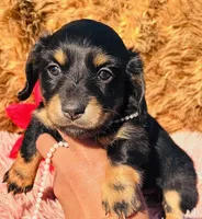 AKC Tesla-Longhair, a female Miniature Dachshund for sale in Tulsa, OK – Photo 1 of 4
