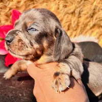 Blue DAPPLE, a female Miniature Dachshund for sale in Tulsa, OK – Photo 7 of 8